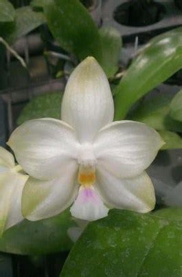 Орхидея Phal. Yaphon Database Red Lip - купить, доставка Украина