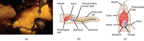 Invertebrate Chordates | Biology for Majors II