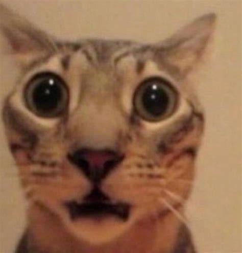 Shocked cat Blank Template - Imgflip