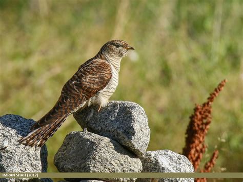 Common Cuckoo | Audubon Field Guide