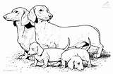 Realistic Puppy coloring Pages Download And Print For Free sketch template