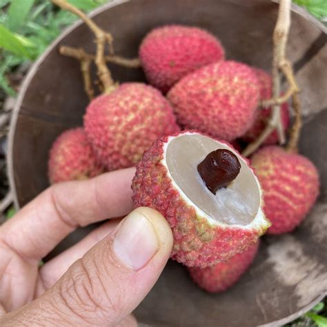 Lychee - Sweetheart Variety *Pre-Order* – Miami Fruit