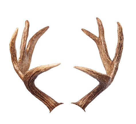 Best Elk Antlers Stock Photos, Pictures & Royalty-Free Images - iStock