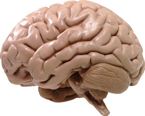 Human Brain Png Cerebrum Png Original Size Png Image Pngjoy | Images and Photos finder