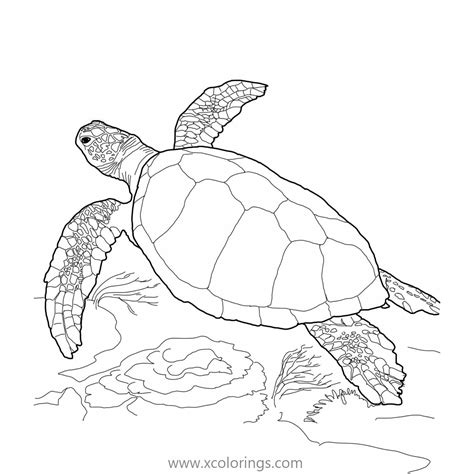 Green Sea Turtle Coloring Pages - XColorings.com