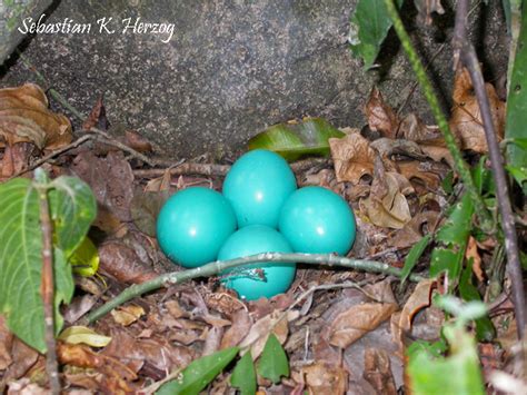 Gray Tinamou (Tinamus tao) eggs. Copyright SK Herzog. – Birds of Bolivia