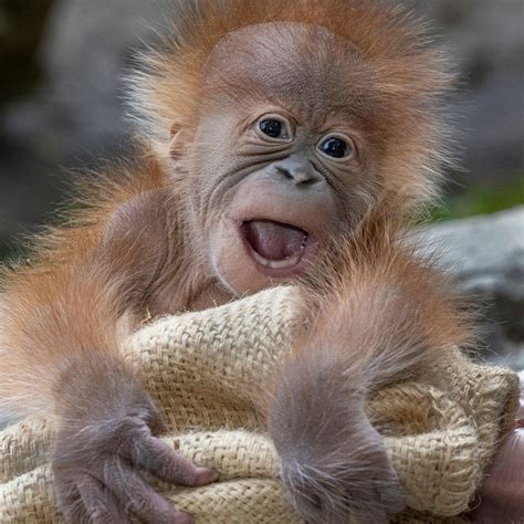 Baby Orangutan Born at San Diego Zoo Shortly after Dad Dies