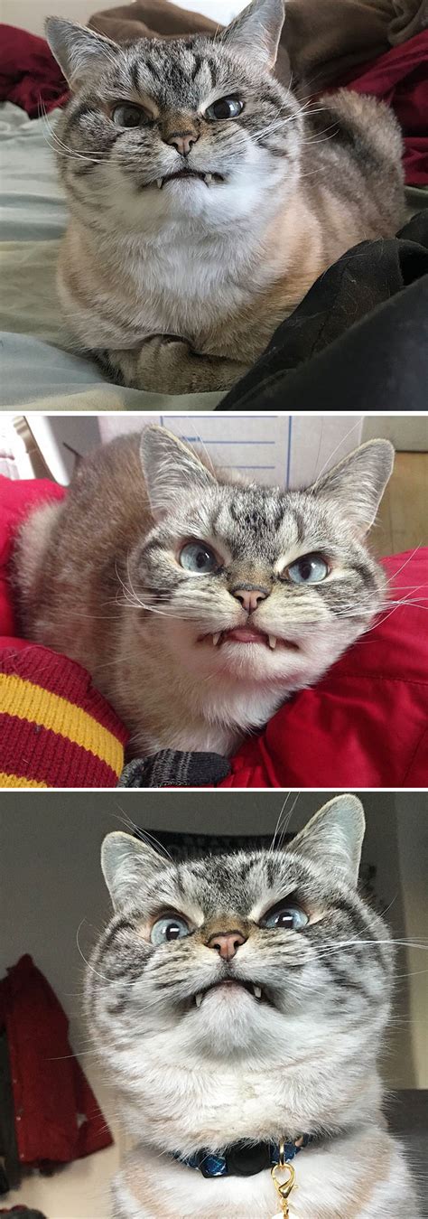 36 Of The Word’s Angriest Cats Ever Who Have Had Enough Of Your BS | Bored Panda