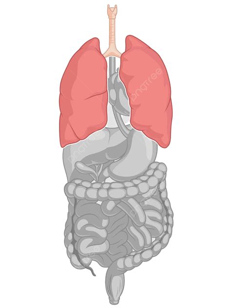 Cartoon Vector Drawing Of Lungsa Part Of The Human Internal Organ Anatomy Vector, Diaphragm ...