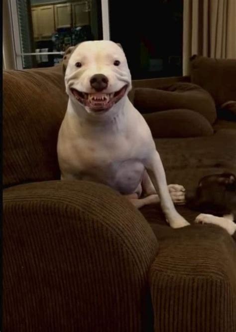 PsBattle: Creepy Dog Smile : r/photoshopbattles