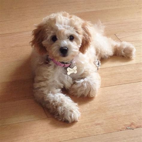 Bailey the apricot toy cavoodle #adorable #puppy #cavoodle #cavapoo ...