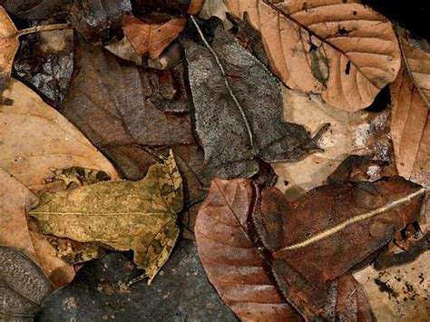 Animal Camouflage: Can you spot hidden animals in these photographs?