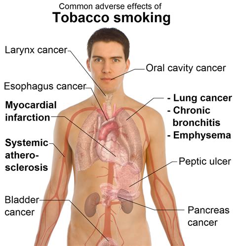 pkkindia: EFFECTS OF SMOKING