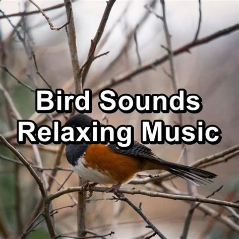 Album Bird Sounds Relaxing Music de Piano and Ocean Waves | Qobuz : téléchargez et streamez en ...