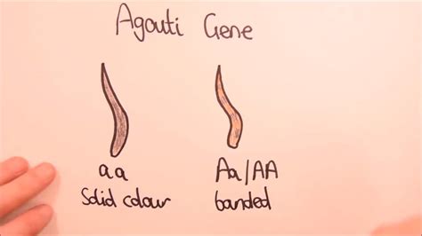 Explaining Cat Coat Colour Genetics - YouTube