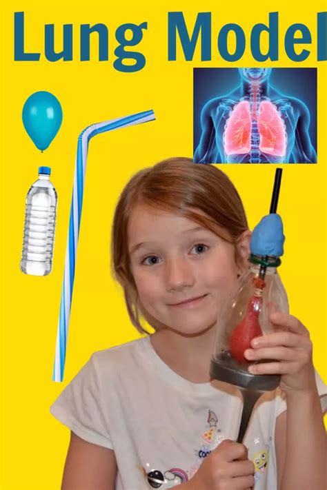 Build a model lung with a plastic bottle, balloon and straw. Brilliant human body science ...