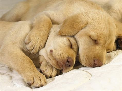 Dog hugs, cute, sleeping, dogs, hugs, HD wallpaper | Peakpx