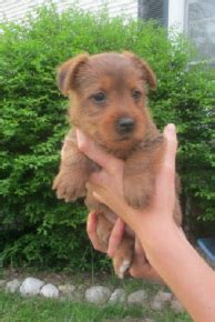 Aussie Terrier Puppies - Barnabas Farm