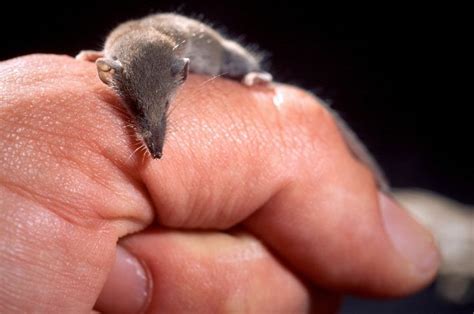 Etruscan Shrew is the world's smallest known mammal by thedodo.com | Small pets, Mammals ...