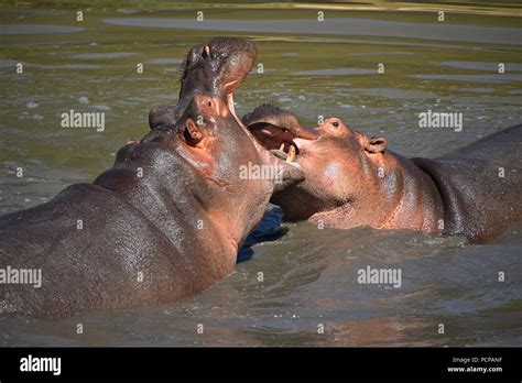 Hippo mating hi-res stock photography and images - Alamy