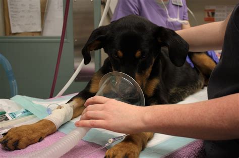 Rescue dog receives B.C.'s first ever canine open heart surgery (PHOTOS ...