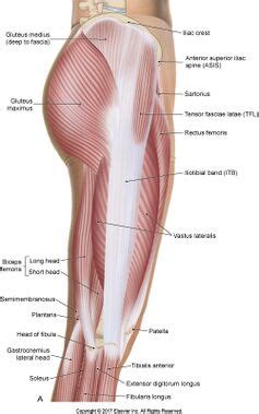 Hip Abductors - Physiopedia