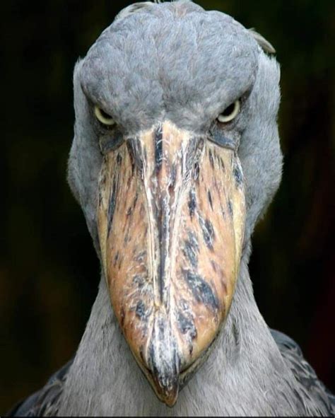 Shoebill, Shoebill stork, Beautiful birds