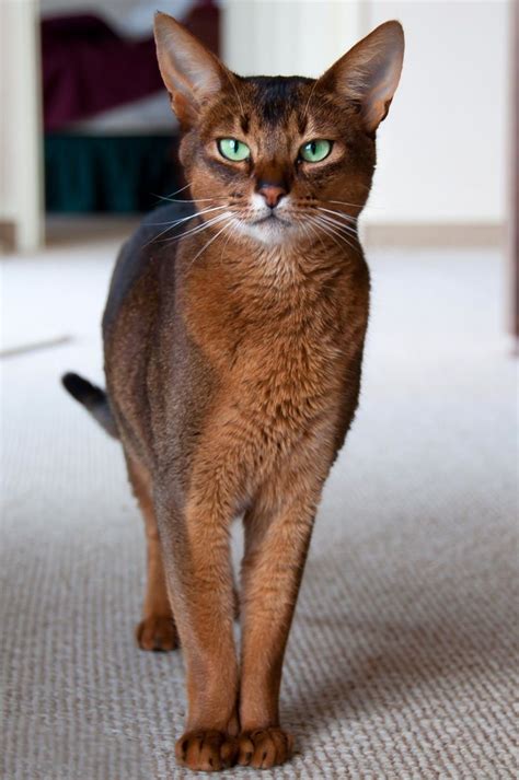 27+ Abyssinian Cat Colors - Furry Kittens