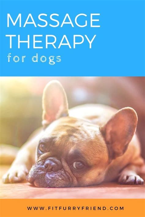 Massage Therapy for Dogs | FitFurryFriend.com | Massage therapy, Dog training tools, Dog insurance