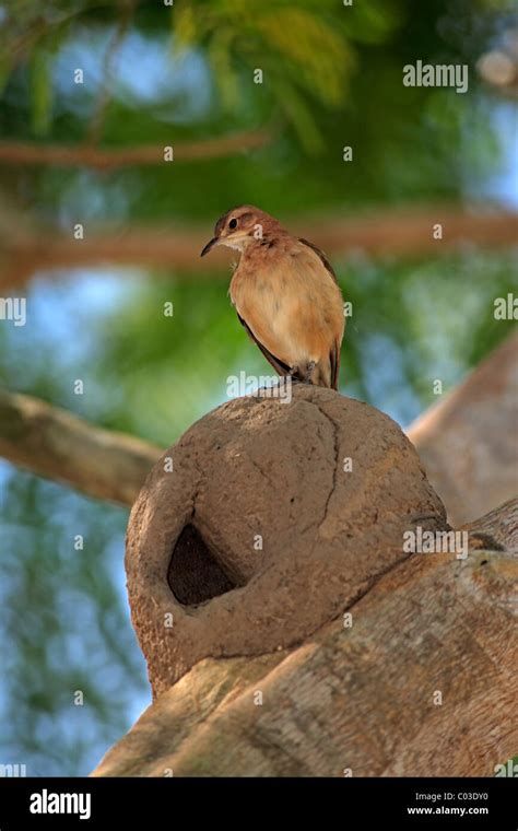 Rufous Hornero (Furnarius rufus) adult, at nest in tree, Pantanal ...