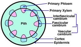 Basic idea of how secondary growth - BIOLOGY4ISC