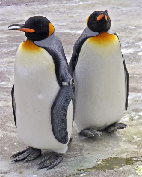 File:Penguins Edinburgh Zoo 2004 SMC.jpg - Wikipedia