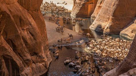 🔥 Camels at Guelta de Archei, Ennedi plateau, Chad (Photo by GeoEx) 🐪 : r/NatureIsFuckingLit