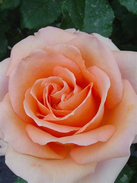 Oderings Garden Centre | Hybrid Tea Bush Rose - Scented Memory. | Rose, Hybrid tea roses, Garden ...