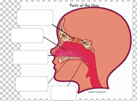 Anatomy of the Human Nose: Nasal Cavity and Nostril