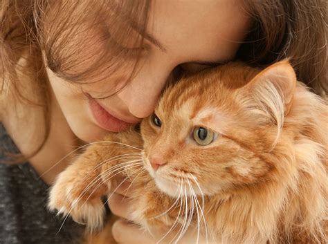 Feline Leukemia: Causes, Symptoms and Treatments - Zumalka