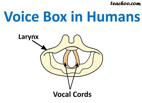 NCERT Q12 - Sketch larynx and explain its function in your own words.