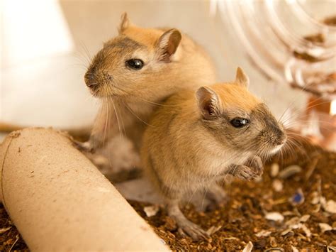 Happy gerbil – how to create a home your gerbil loves | Supreme Petfoods