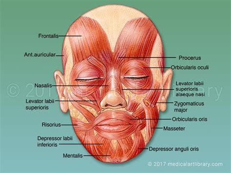 Image result for face muscles | Facial nerve, Muscles of the face, Muscles of facial expression