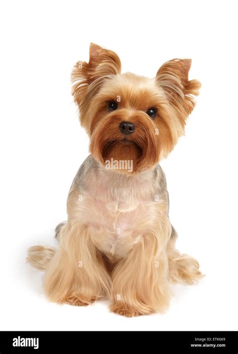 One Yorkshire Terrier after haircut and grooming sits on white ...