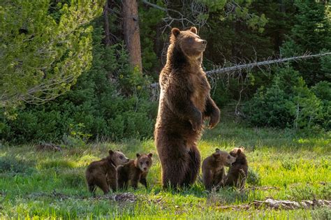 Meet Grizzly Bear 399 and Her Four Cubs, the Most Famous Bears in the ...