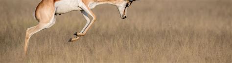 Unlock the Wonders of Springbok: A Guide to South Africa's National ...