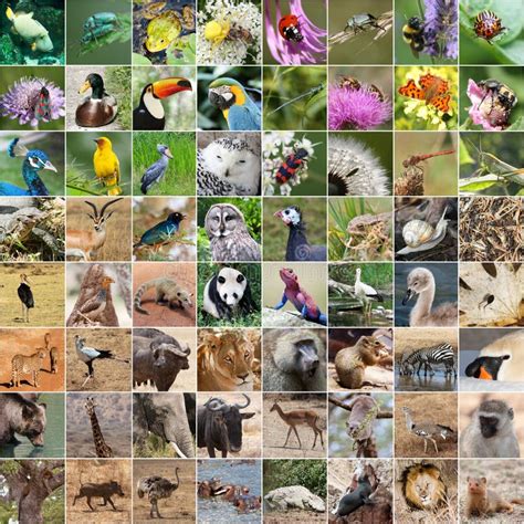 Collage Der Wild Lebenden Tiere Stockfoto - Bild von ...