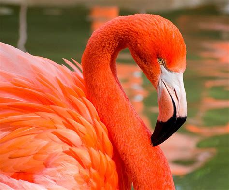 Orange Flamingo | Flamingos