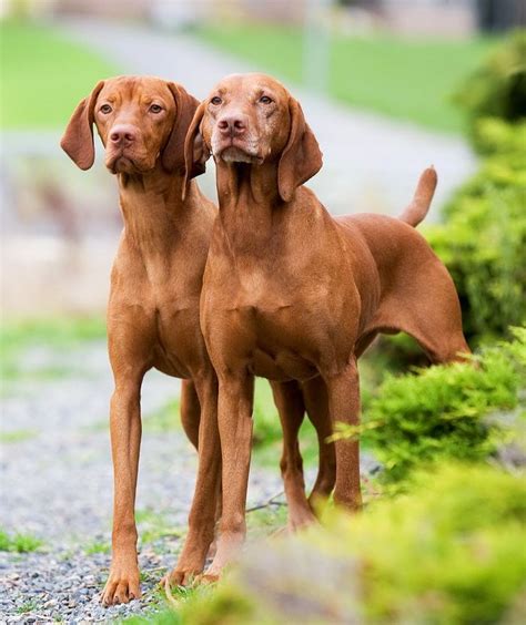 Vizsla | Vizsla, Dog breeds, Hungarian vizsla