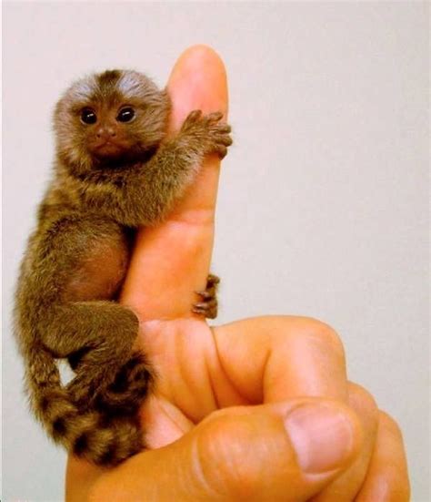 Teeny Tiny Monkey | Finger monkey, Cute animals, Cute creatures