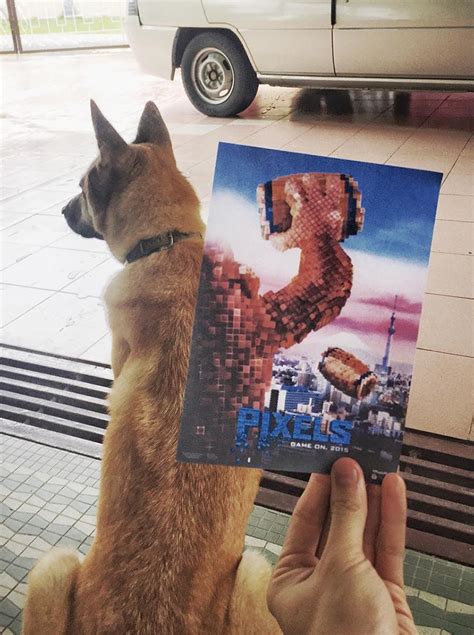 Amusing Photos of Postcard-Sized Movie Posters Superimposed Over Real Dogs