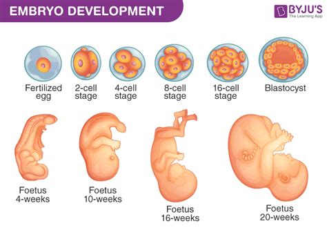 Embryo Development Chart