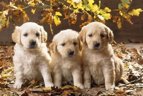 Golden Retriever Dog puppies in leaves Our beautiful Wall Art and Photo Gifts include Framed ...