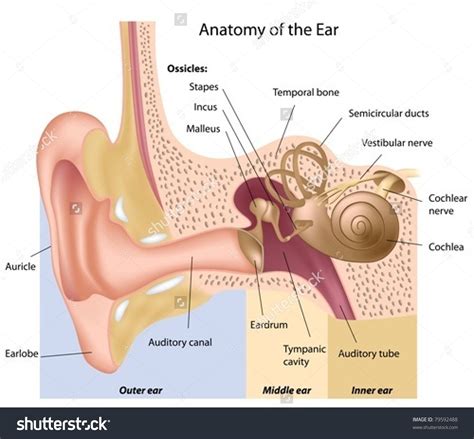 stock-vector-human-ear-anatomy-79592488 - Natural Hearing AU